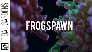 Frogspawn Coral Care Tips [upl. by Ruth821]