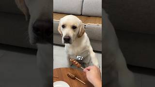 कुत्ते के साथ मत खेलो 🤪😜 Dont Play With emotions Of Dog💔 youtubeshorts viralvideo trending dog [upl. by Blunt728]