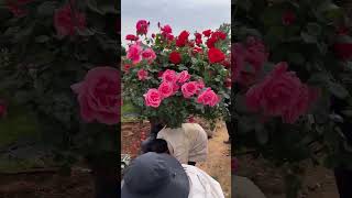 Rose tree transplanting process [upl. by Trammel]