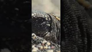 PART 1 Iguana 🦎 VS Snakes 🐍 animals animalshorts animalsvideo wildlife ib BBC Earth [upl. by Ayatal]