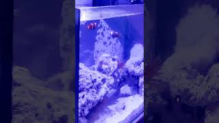 INTRODUCING Aio 10gallon Saltwater Cycled Tank Setup [upl. by Martyn360]