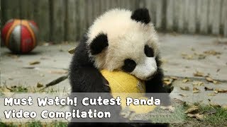 Must Watch 1  Cutest Panda Video Compilation  iPanda [upl. by Anyahs]