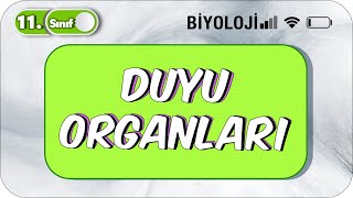 Duyu Organları  Tek Videoda Anlatım  11 Sınıf Biyoloji 2023 [upl. by Krystyna55]