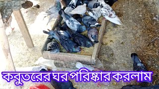 কবুতরের ঘর সকাল সকাল পরিষ্কার করে দিলাম🕊️❤️kabutar pigeon [upl. by Geddes]