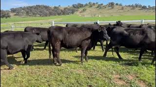 AuctionsPlus Heifers amp Calves [upl. by Marven844]