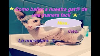 Como bañar a gata o gato sphynx o esfinge facil y sencillo [upl. by Yrrep]