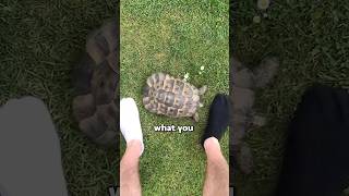 Why do turtles hate the color black 😨 viral [upl. by Natanoy]