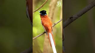 FLYCATCHER  WONDERFUL BIRDS  BIRDS CHIRPING  RELAXING SOUNDS  STRESS RELIEF  BIRDS SOUNDS [upl. by Favianus]