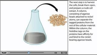 Protein Purification Animation  his tag protein purification [upl. by Isnyl684]