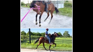 My Training Process of a 2yr old Standardbred Filly Rosharon Tx [upl. by Nnagem239]