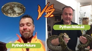 Python RETICULE Vs Python MOLURE  Les différences [upl. by Rosol192]