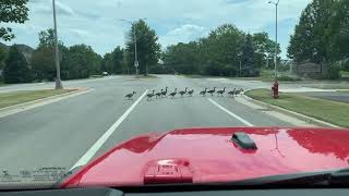 Canadian Geese Crossing [upl. by Yelsnya715]