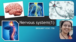 NervousSystemStimulusTypesOfNervesSynapsesMotorSensoryMixednervesStructureOfNeuron7thICSE [upl. by Giltzow]