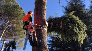 Abbattimento controllato alberi in tree climbing con elicottero [upl. by Sulecram]