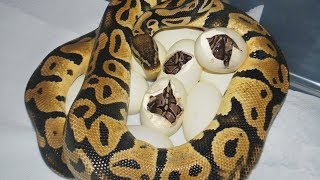 Ball Python laying eggs and baby python hatching from eggs time lapse [upl. by Irrehs]