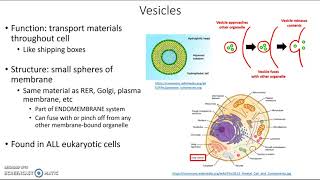 Vesicles [upl. by Aikal]