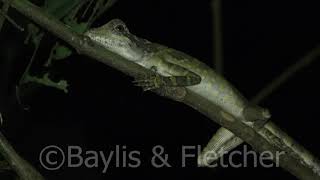 Great Anglehead Lizard Malaysia 20200222212650uhd [upl. by Anoy]