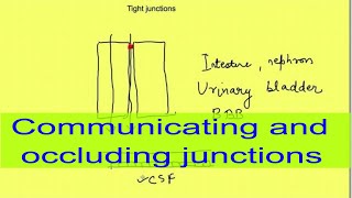 Communicating amp occluding junctionsGap junctionsTight junctionsIntercellular junctionsPhysiology [upl. by Alor647]