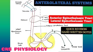 Anterolateral System  Ascending Pathways  3  Spinothalamic Tracts  CNS  Physiology [upl. by Akayas]