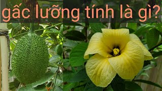 Gấc lưỡng tính là gì Gấc trồng ở Mỹ  Gac fruit Momordica cochinchinensis  Nhà Tui ở Texas [upl. by Summer]