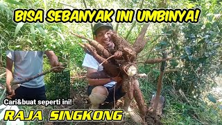 Cara nanam singkong agar umbi banyak [upl. by Latashia]