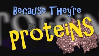 The Protein Song  Theo the Tiny Bug [upl. by Arhat]