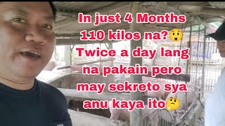 110 kilos in Just 4 months using PIGROLAC May sekreto si sir paank ito gawinAlamin [upl. by Storer698]