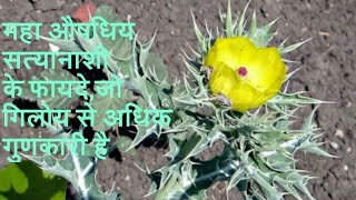 Argemone Mexicana सत्यनाशी पौधे के औषधिय गुण जिन्हे जानकर दंग रह जायगें ALL IN ONE SOLUTIONS IN HIND [upl. by Aglo505]