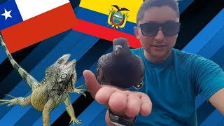 Conocí el PARQUE DE LA IGUANAS en ECUADOR  Me Sorprendio [upl. by Anivol]