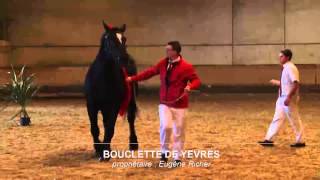 Présentationvente de chevaux percherons [upl. by Thomsen234]