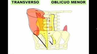 PAREDES DE ABDOMEN 1 [upl. by Ahsikan]