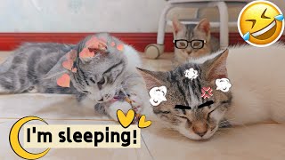 Three kittens lined up to play with cat toys and fell asleep while waiting Its so cute [upl. by Oirevlis]