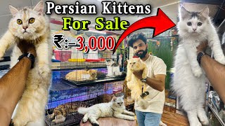 Persian Cats For Sale  Triple Coat Persian Kittens  Persian Cat  persian cat price in india [upl. by Raffaj]