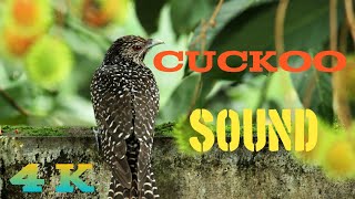 Cuckoo Bird Song Nature Sounds Cuckoo Voice [upl. by Ydurt]