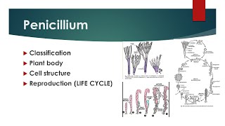 Penicillium  plant body life cycle  Urdu\Hindi  AZ concepts guide [upl. by Castra]