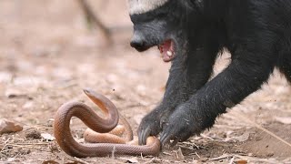 A Honey Badger and Mole Snake Fight to the Death [upl. by Bussey906]