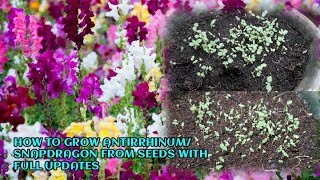 HOW TO GROW ANTIRRHINUM OR SNAPDRAGON FROM SEEDS WITH FULL UPDATES [upl. by Lemuela]