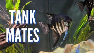 Top 10 Tank Mates for Freshwater Angelfish [upl. by Anemolif488]