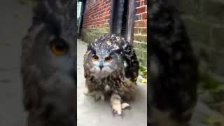 Eurasian Eagle Owl owl birds bird aviary viral raptor satisfyingvideo nature beautiful fyp [upl. by Hsemin]