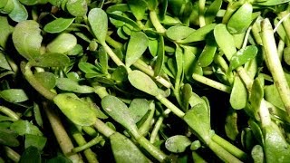 Heals Alzheimers disease amp memory loss  Bacopa monnieri Plant Brahmi [upl. by Boyd]