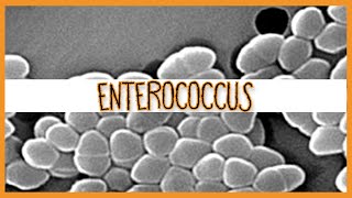 Enterococcus E Faecalis amp E Faecium [upl. by Ku541]