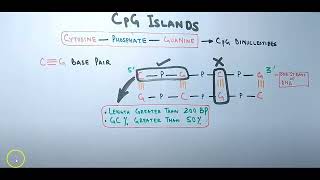 CpG Islands and methylation [upl. by Melvina]