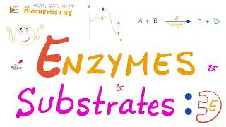 Enzyme Activity  Enzyme and Substrate  Key and Lock Theory vs Induced Fit Model  Biochemistry 🧪 [upl. by Roobbie]