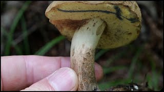 北海道 阿寒で念願のドクヤマドリに到達！ Hemileccinum venenatus 20240727 [upl. by Lachus316]