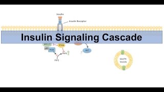 Insulin Signaling Cascade and Downstream Effects  Biochemistry Lesson [upl. by Lleumas]