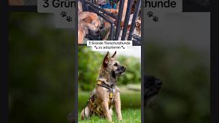 3 Gründe Tierschutzhunde zu adoptieren tierschutz rescuedog hundeleben [upl. by Colton]