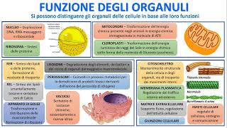 LE CELLULE IN 3 MINUTI [upl. by Corry839]