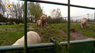 Oudste ijsbeer van Nederland uit Dierenrijk Nuenen overleden [upl. by Attiuqihc]