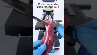 Pork Under a microscope 🔬 🤯microscope fyp satisfying viral experiment asmr shorts pork [upl. by Nagoh]