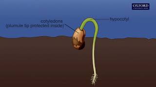 Animation 141 Seed germination [upl. by Lesoj]